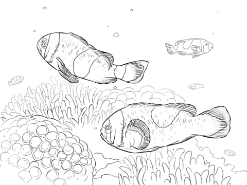 Saddleback Clownfishes Coloring Page